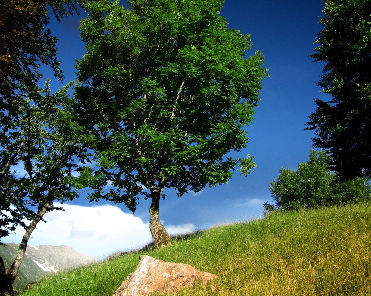 Обои трава, дерево, зеленое, синее небо, grass, tree, green, blue sky разрешение 1920x1200 Загрузить