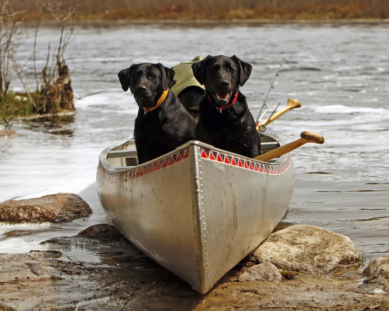 Обои река, камни, лодка, пара, ошейник, собаки, лабрадор ретривер, river, stones, boat, pair, collar, dogs, labrador retriever разрешение 1920x1200 Загрузить