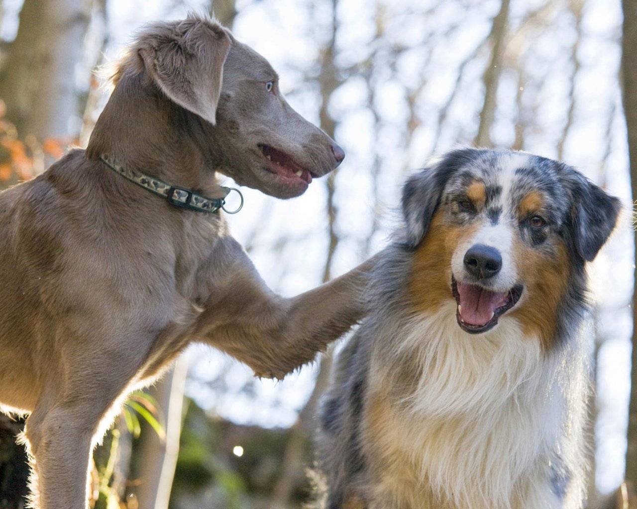 Обои пара, лабрадор, собаки, австралийская овчарка, pair, labrador, dogs, australian shepherd разрешение 1920x1200 Загрузить