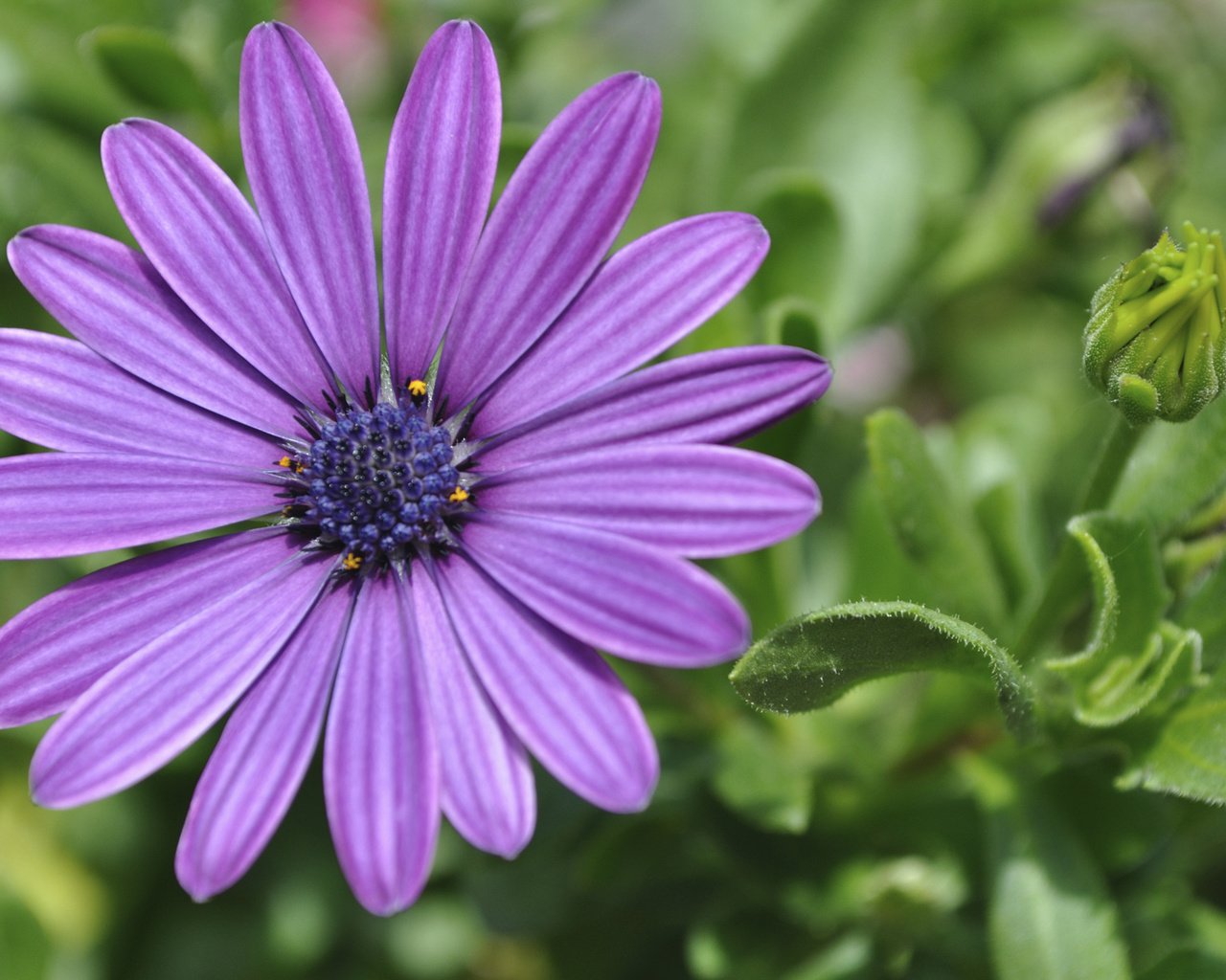 Обои цветок, лепестки, остеоспермум, африканская ромашка, flower, petals, osteospermum, african daisy разрешение 1920x1200 Загрузить