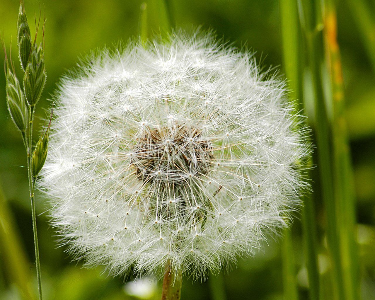 Обои цветок, одуванчик, пух, пушинки, былинки, flower, dandelion, fluff, fuzzes, blade разрешение 1920x1200 Загрузить