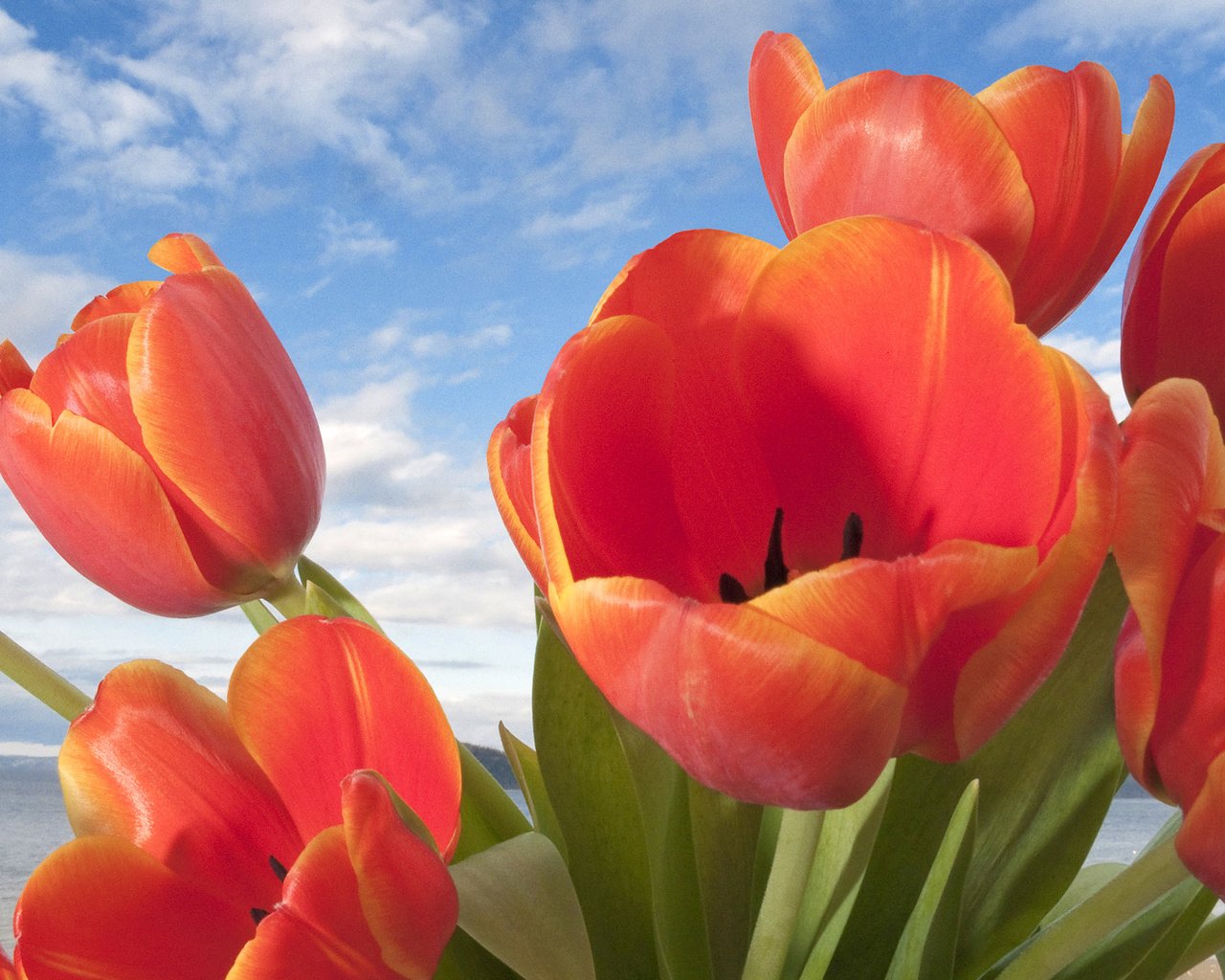 Обои цветы, природа, бутоны, лепестки, тюльпаны, flowers, nature, buds, petals, tulips разрешение 1920x1080 Загрузить