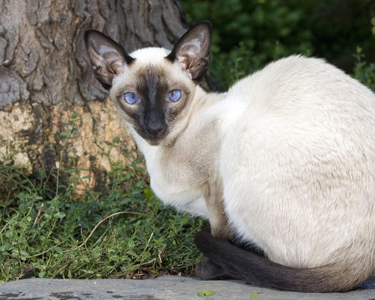 Обои кот, мордочка, кошка, взгляд, сиамская кошка, cat, muzzle, look, siamese cat разрешение 1920x1080 Загрузить