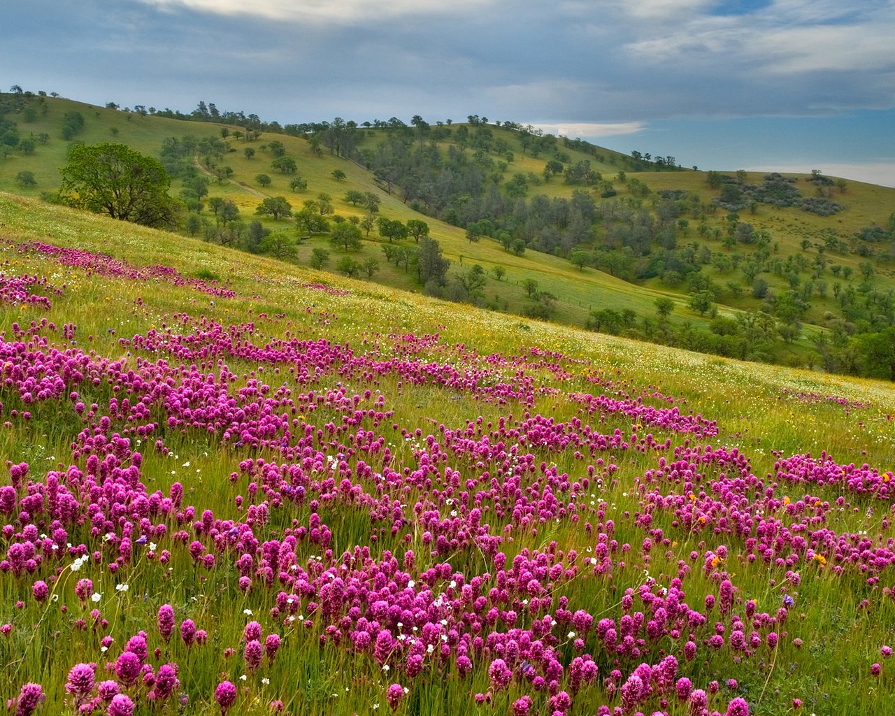 Обои холмы, простор, фиолетовый луг, hills, space, violet meadow разрешение 1920x1080 Загрузить