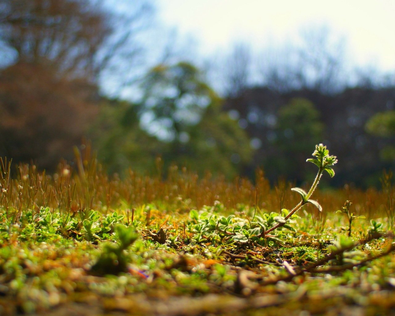 Обои природа, растения, мох, nature, plants, moss разрешение 1920x1080 Загрузить