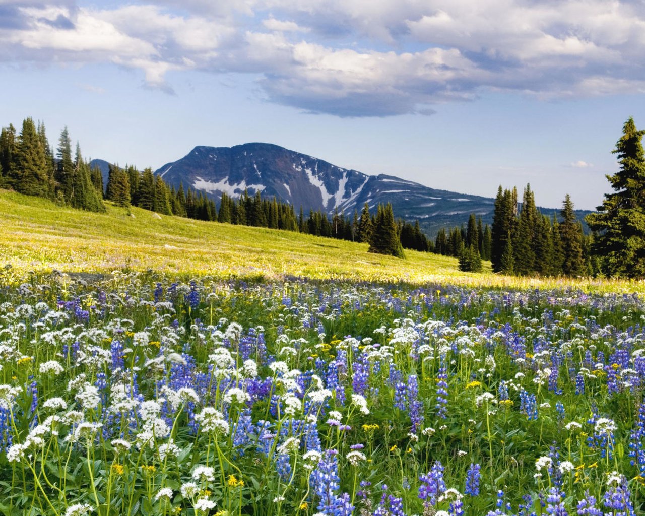 Обои цветы, горы, склон, луг, flowers, mountains, slope, meadow разрешение 1920x1080 Загрузить