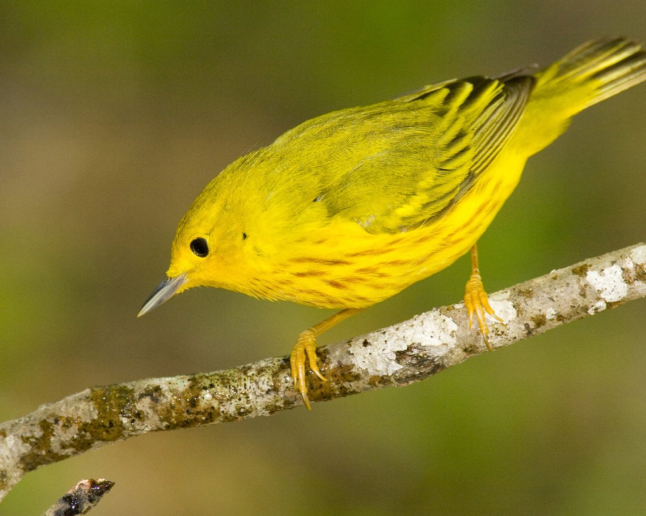 Обои птица, жёлтая, славка, bird, yellow, warbler разрешение 1920x1080 Загрузить