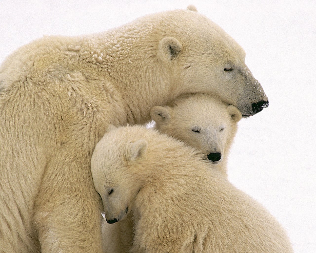 Обои животные, полярный медведь, семья, медведи, белый медведь, медвежонок, медвежата, animals, polar bear, family, bears, bear разрешение 1920x1080 Загрузить
