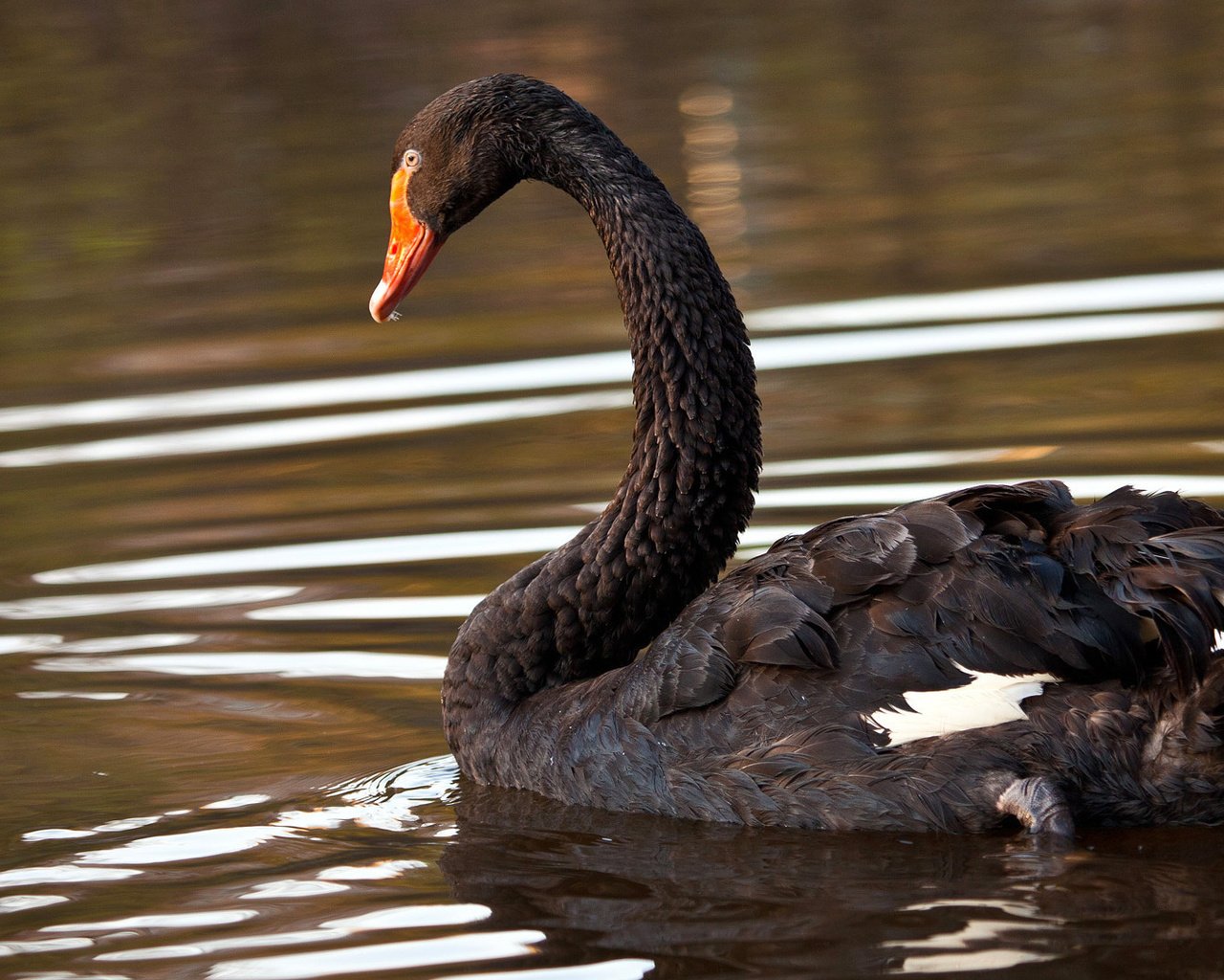 Обои озеро, птица, лебедь, черный лебедь, lake, bird, swan, black swan разрешение 1920x1080 Загрузить