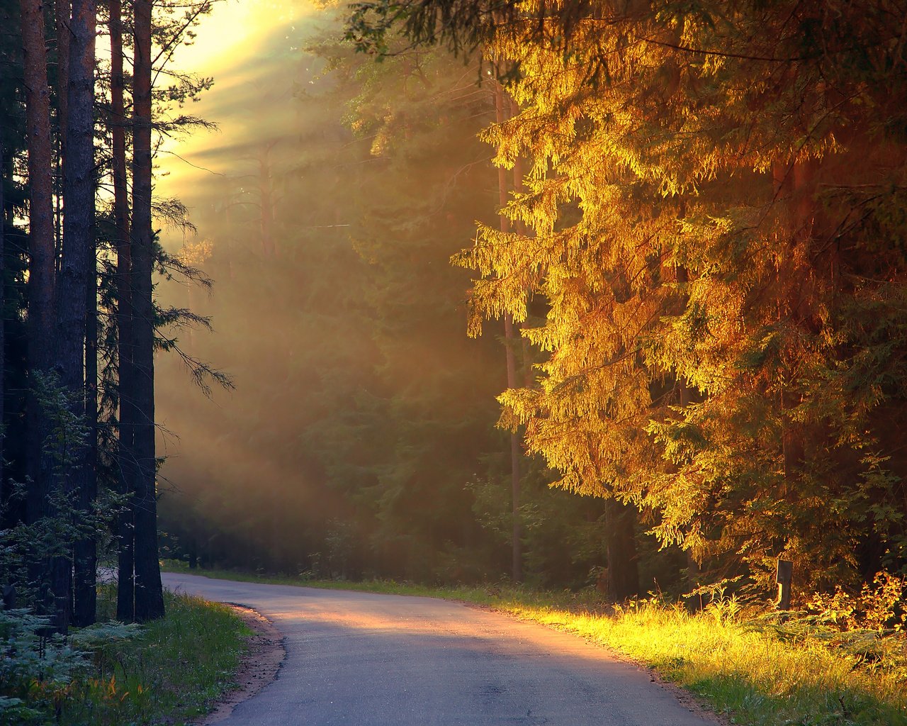 Обои дорога, деревья, лес, осень, солнечные лучи, road, trees, forest, autumn, the sun's rays разрешение 2560x1600 Загрузить