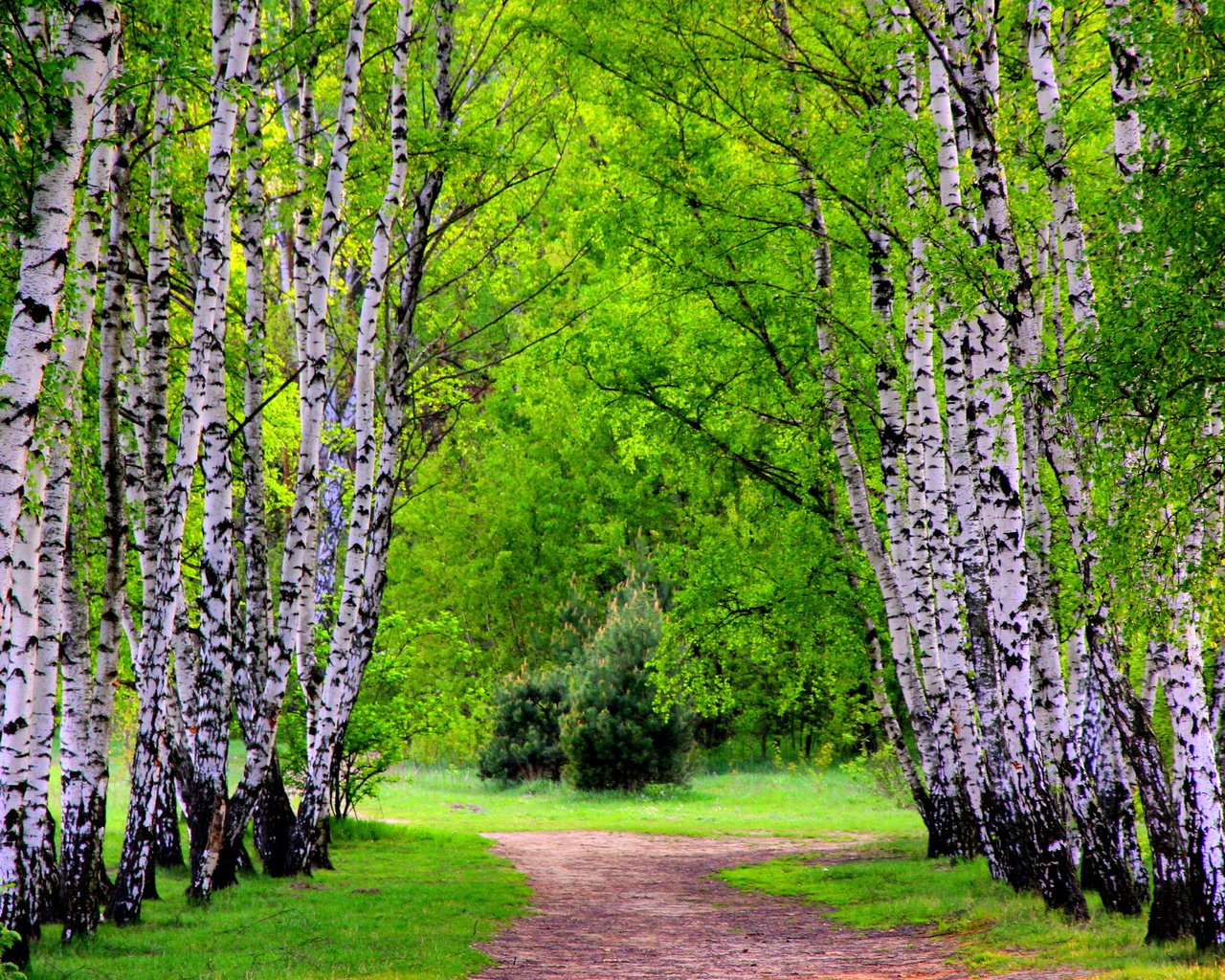 Обои деревья, лес, березы, тропинка, лесок, trees, forest, birch, path, grove разрешение 2560x1600 Загрузить