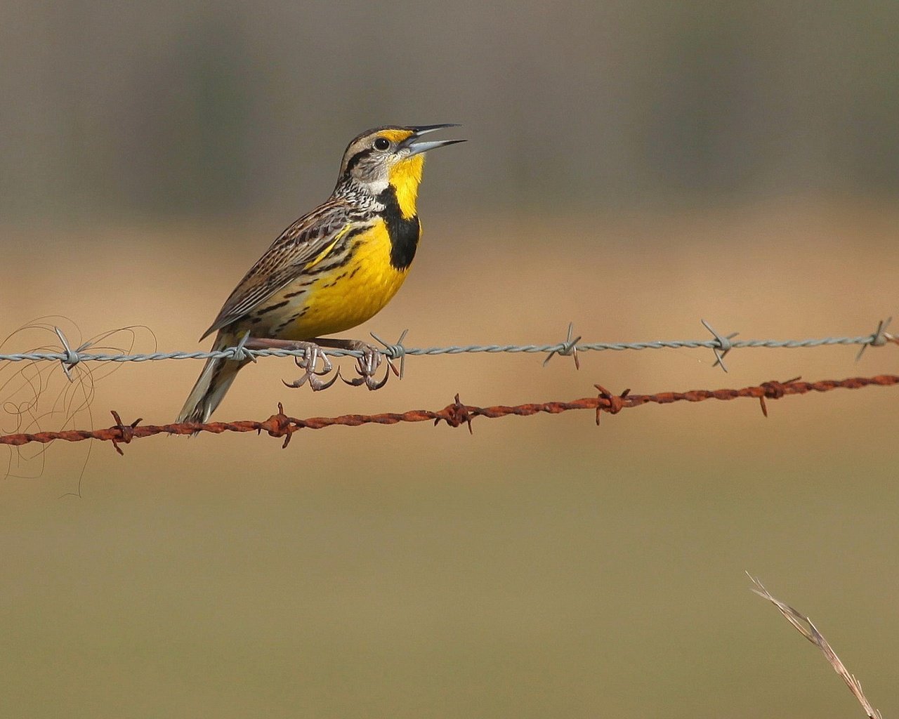 Обои природа, забор, птицы, колючая проволока, щегол, птаха, nature, the fence, birds, barbed wire, goldfinch, bird разрешение 1920x1200 Загрузить