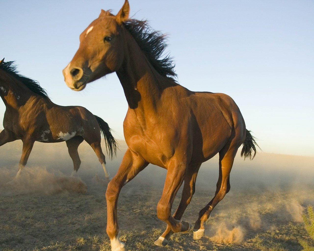 Обои природа, животные, лошади, кони, бег, лошадки, nature, animals, horse, horses, running разрешение 1920x1080 Загрузить