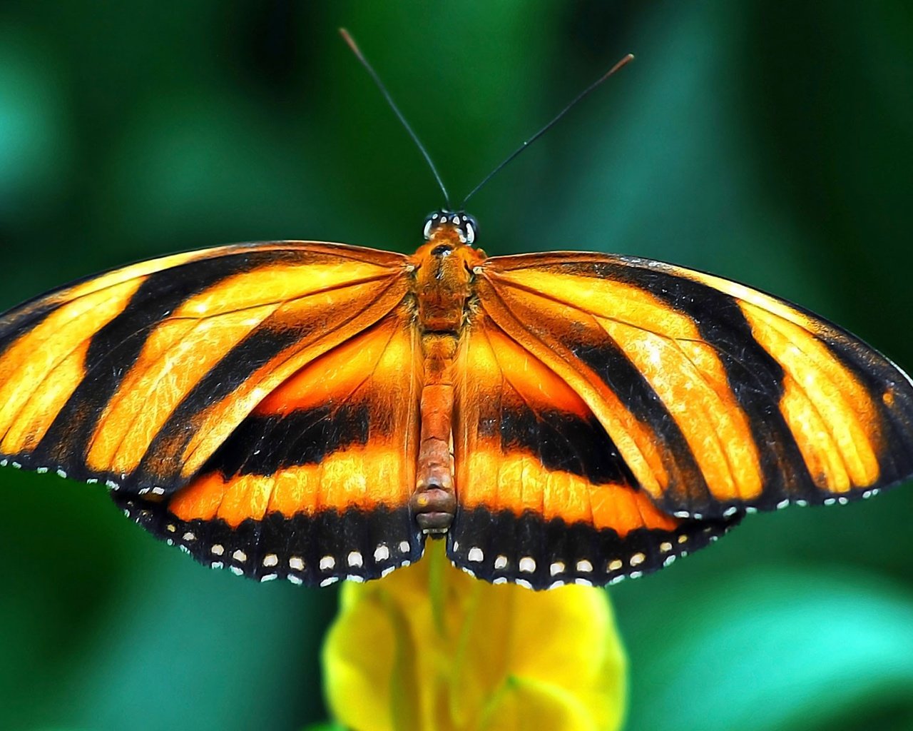 Обои цветок, бабочка, крылья, насекомые, flower, butterfly, wings, insects разрешение 1920x1200 Загрузить