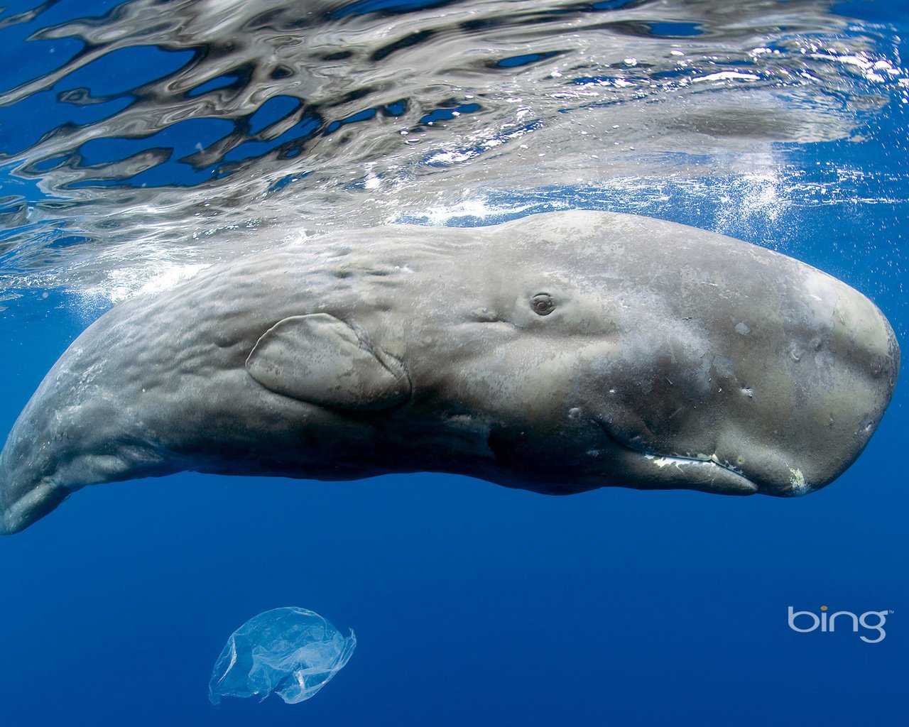 Обои море, кит, кашалот, sea, kit, sperm whale разрешение 1920x1200 Загрузить