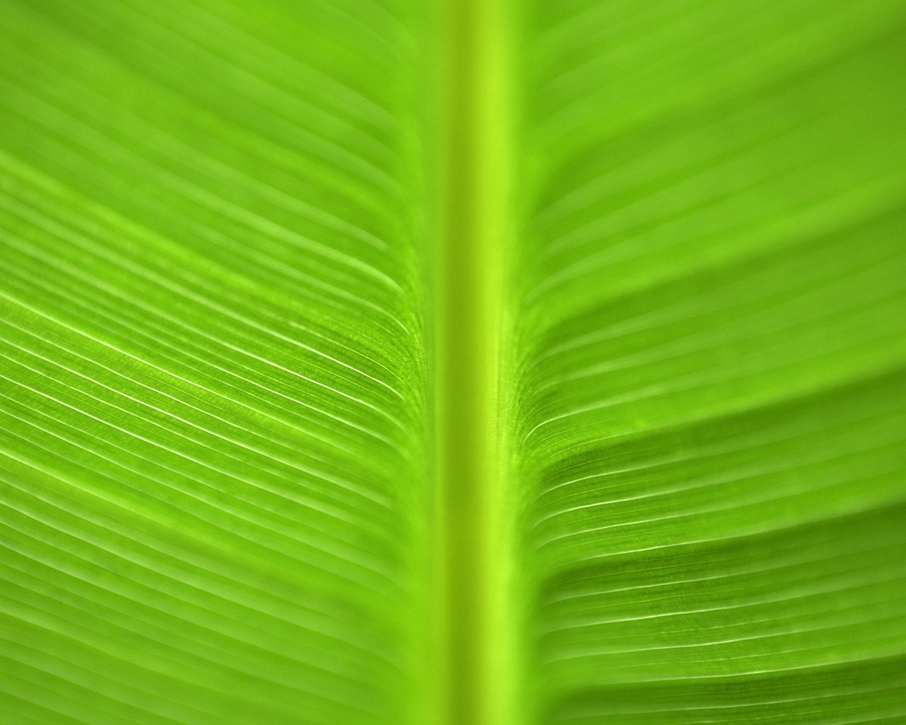 Цвет листа. Салатовые обои 1280х1024. Лист орхидеи текстура. Banana Leaf texture.