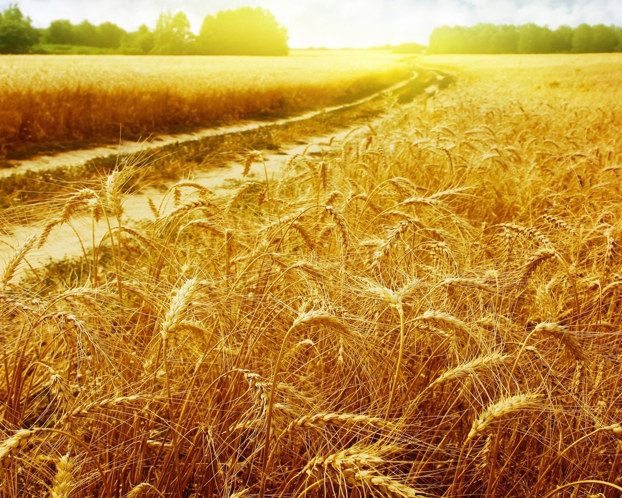 Обои лучи, пейзаж, поле, колосья, пшеница, колоски, золотые, golden field, rays, landscape, field, ears, wheat, spikelets, gold разрешение 1920x1333 Загрузить