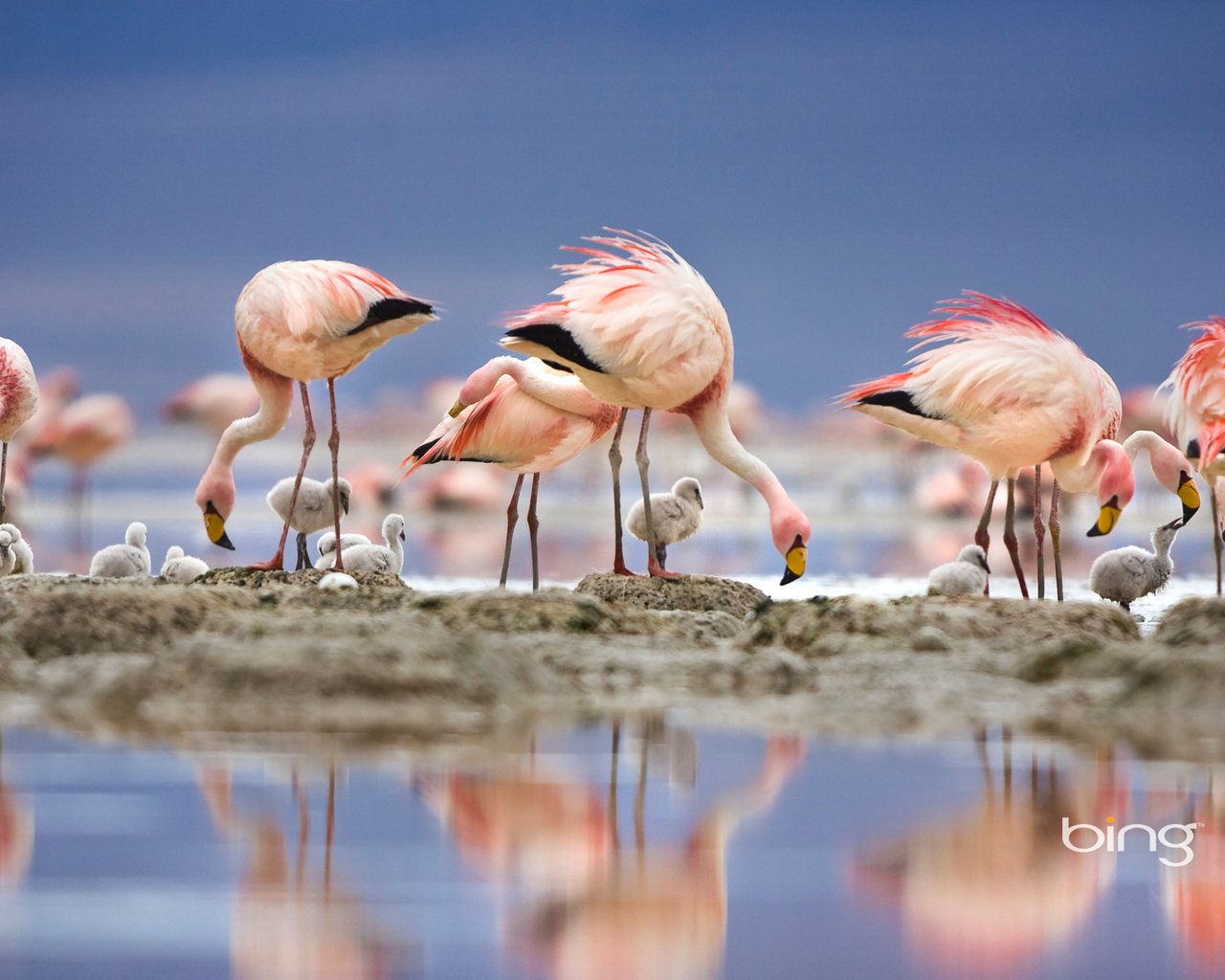 Обои озеро, отражение, фламинго, птицы, перья, птенцы, lake, reflection, flamingo, birds, feathers, chicks разрешение 1920x1200 Загрузить