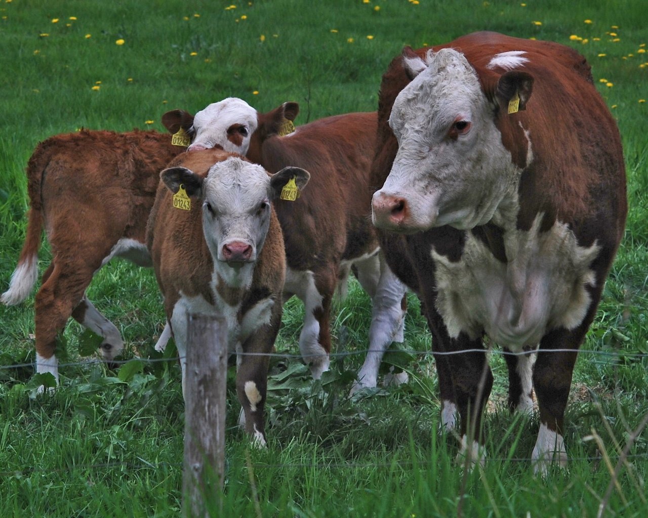 Обои трава, ограждение, одуванчики, корова, коровы, телята, grass, the fence, dandelions, cow, cows, calves разрешение 1920x1200 Загрузить