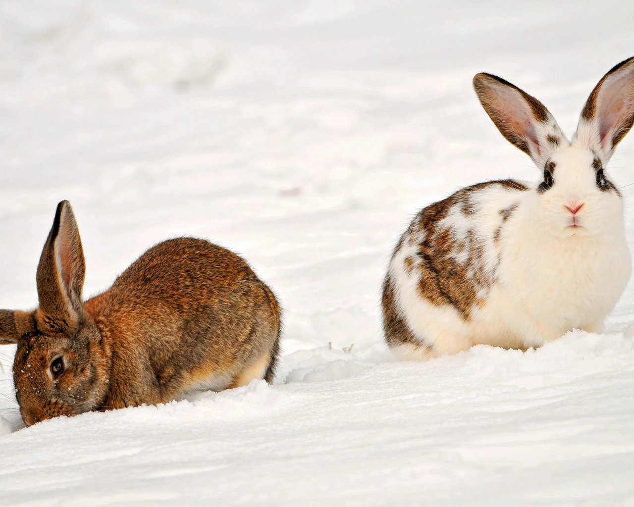 Обои снег, зима, животные, кролики, snow, winter, animals, rabbits разрешение 1920x1098 Загрузить