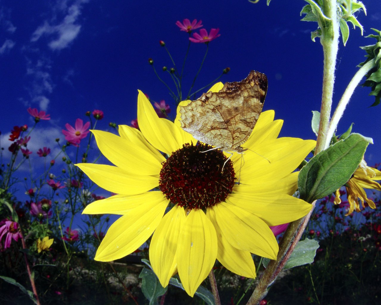 Обои цветок, бабочка, подсолнух, флора, бабочка на подсолнухе, flower, butterfly, sunflower, flora, butterfly on a sunflower разрешение 1920x1200 Загрузить