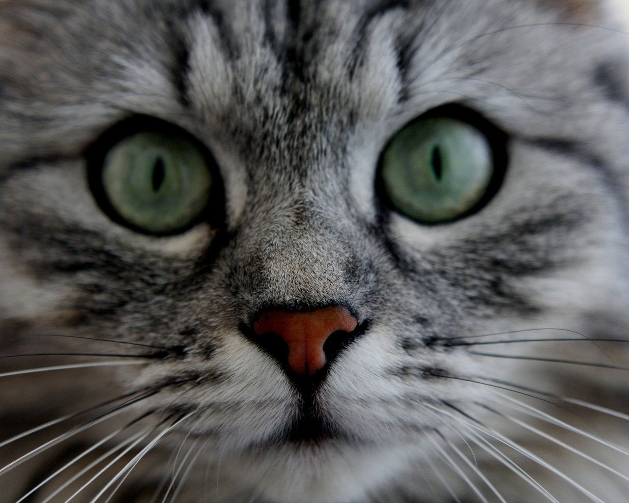 Обои глаза, морда, кот, кошка, пушистый, серый, усики, полосатый котик, eyes, face, cat, fluffy, grey, antennae, striped cat разрешение 1920x1280 Загрузить