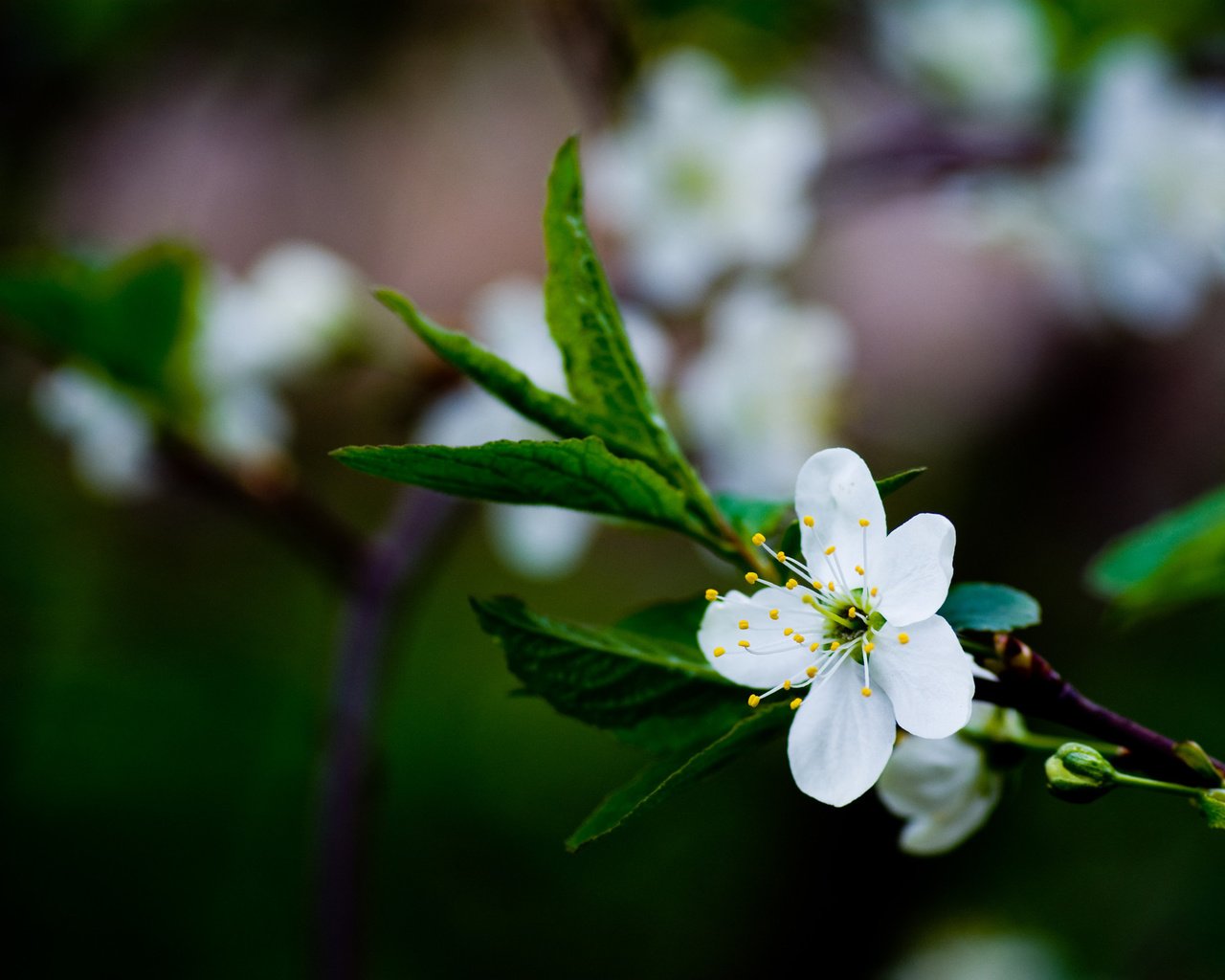 Обои цветы, ветка, цветение, листья, макро, весна, яблонька, flowers, branch, flowering, leaves, macro, spring, yablun'ka разрешение 1920x1338 Загрузить