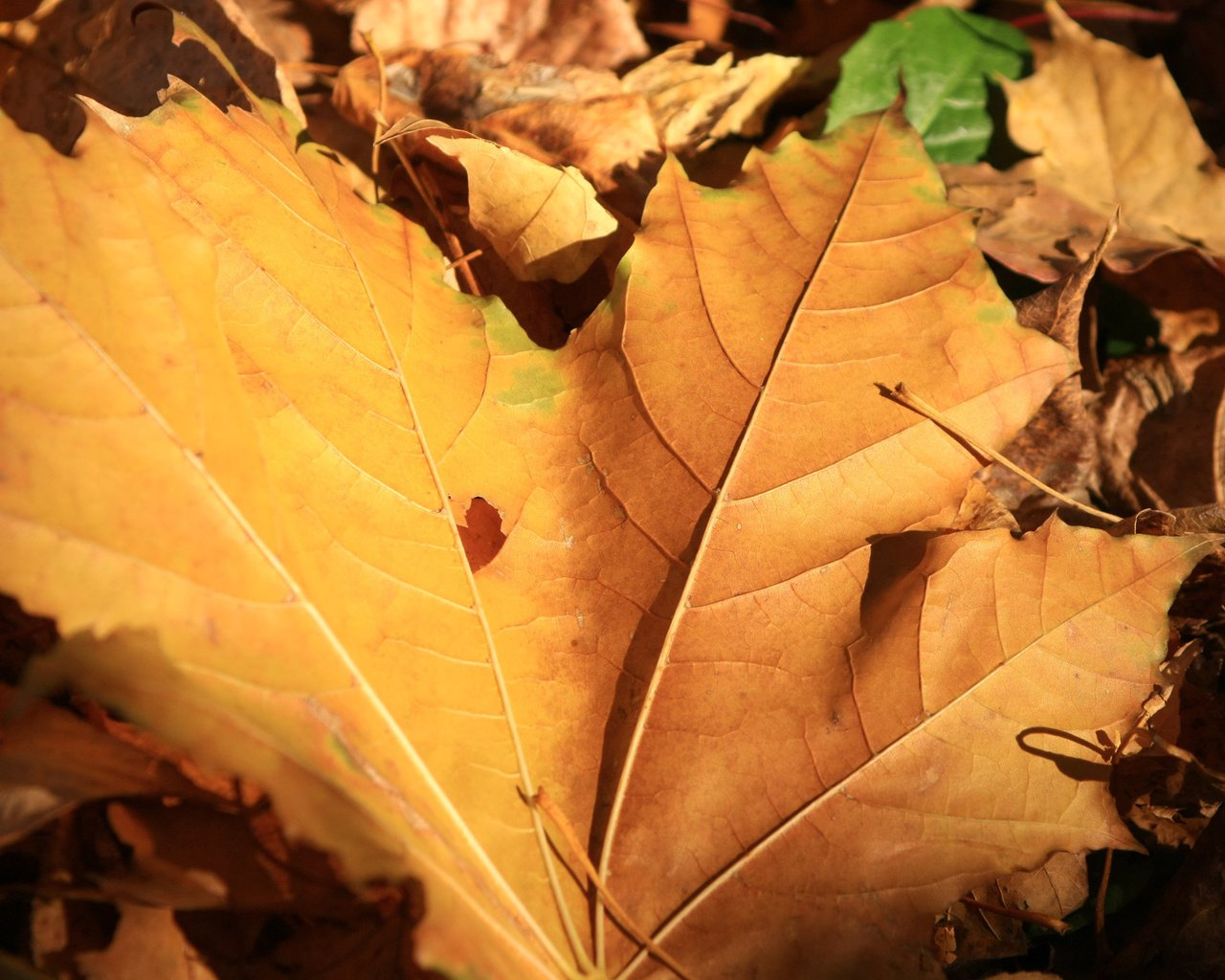 Обои природа, листья, макро, осень, желтые, nature, leaves, macro, autumn, yellow разрешение 1920x1200 Загрузить