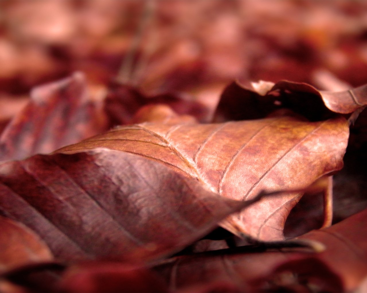 Обои листья, макро, осень, листопад, сухие, leaves, macro, autumn, falling leaves, dry разрешение 2560x1600 Загрузить