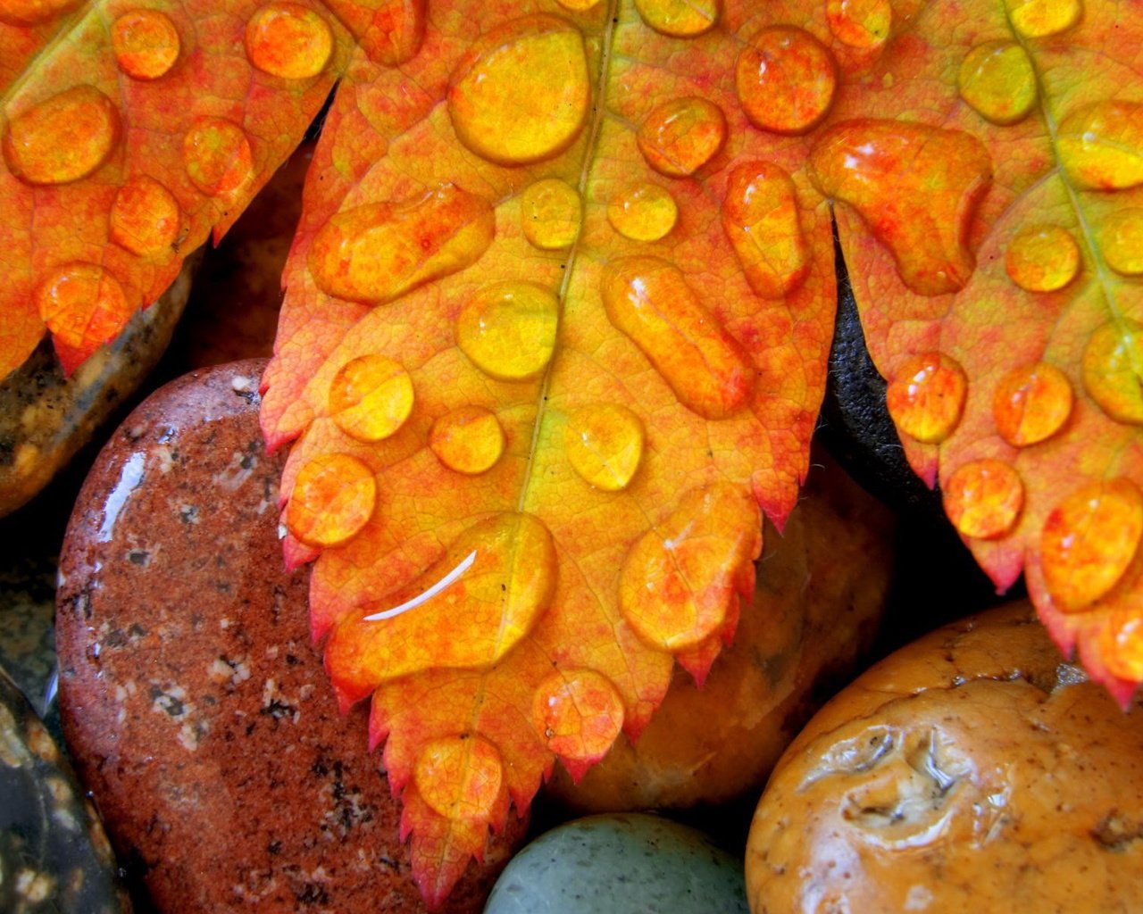 Обои камни, листья, капли, осень, лист, клен, stones, leaves, drops, autumn, sheet, maple разрешение 1920x1200 Загрузить