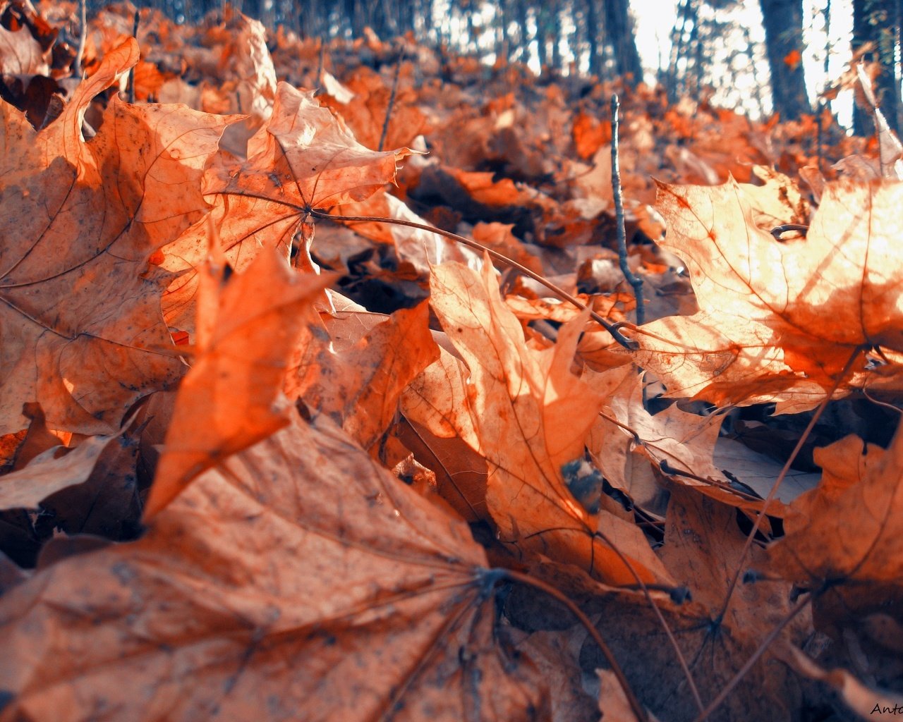 Обои природа, лес, листья, листва, осень, клен, сухая, nature, forest, leaves, foliage, autumn, maple, dry разрешение 1920x1440 Загрузить