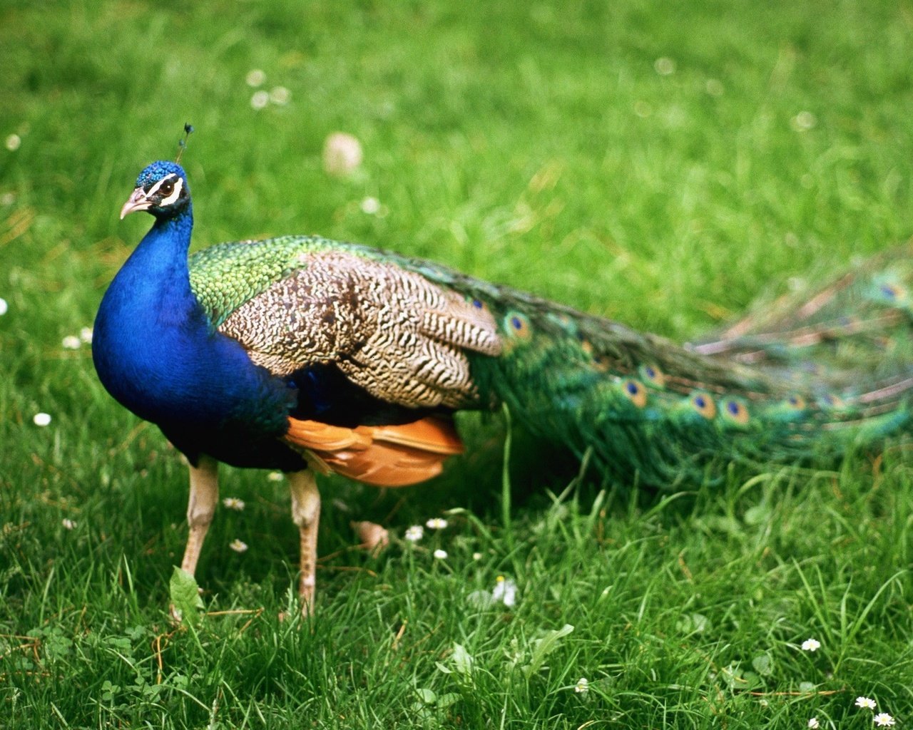 Обои трава, природа, птица, павлин, перья, хвост, красавец, peachick, grass, nature, bird, peacock, feathers, tail, handsome разрешение 1920x1291 Загрузить