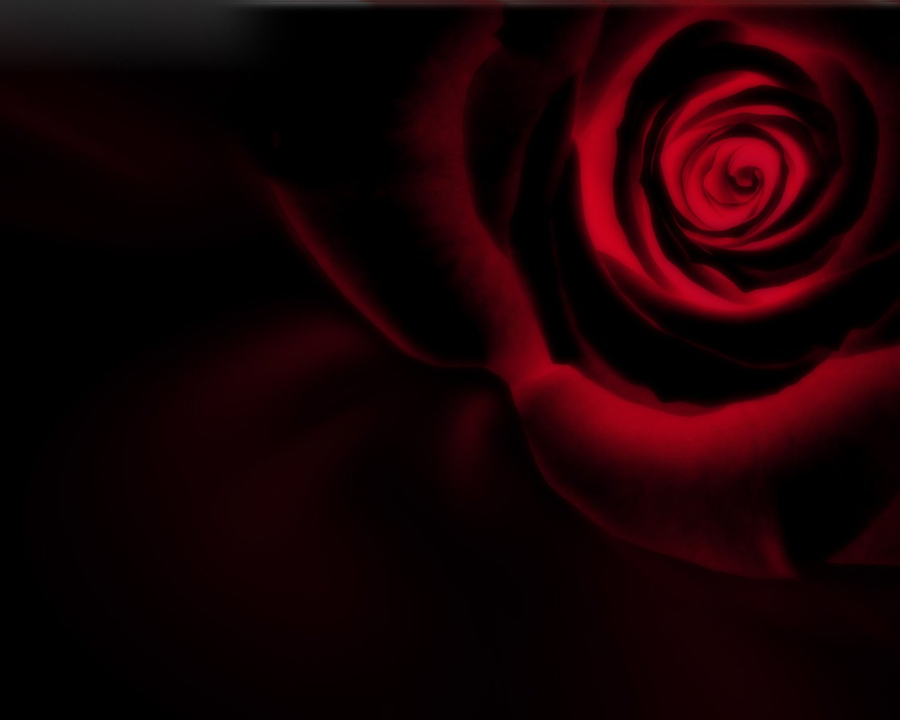 Обои роза, черный фон, инверсия, rose, black background, inversion разрешение 2560x1600 Загрузить