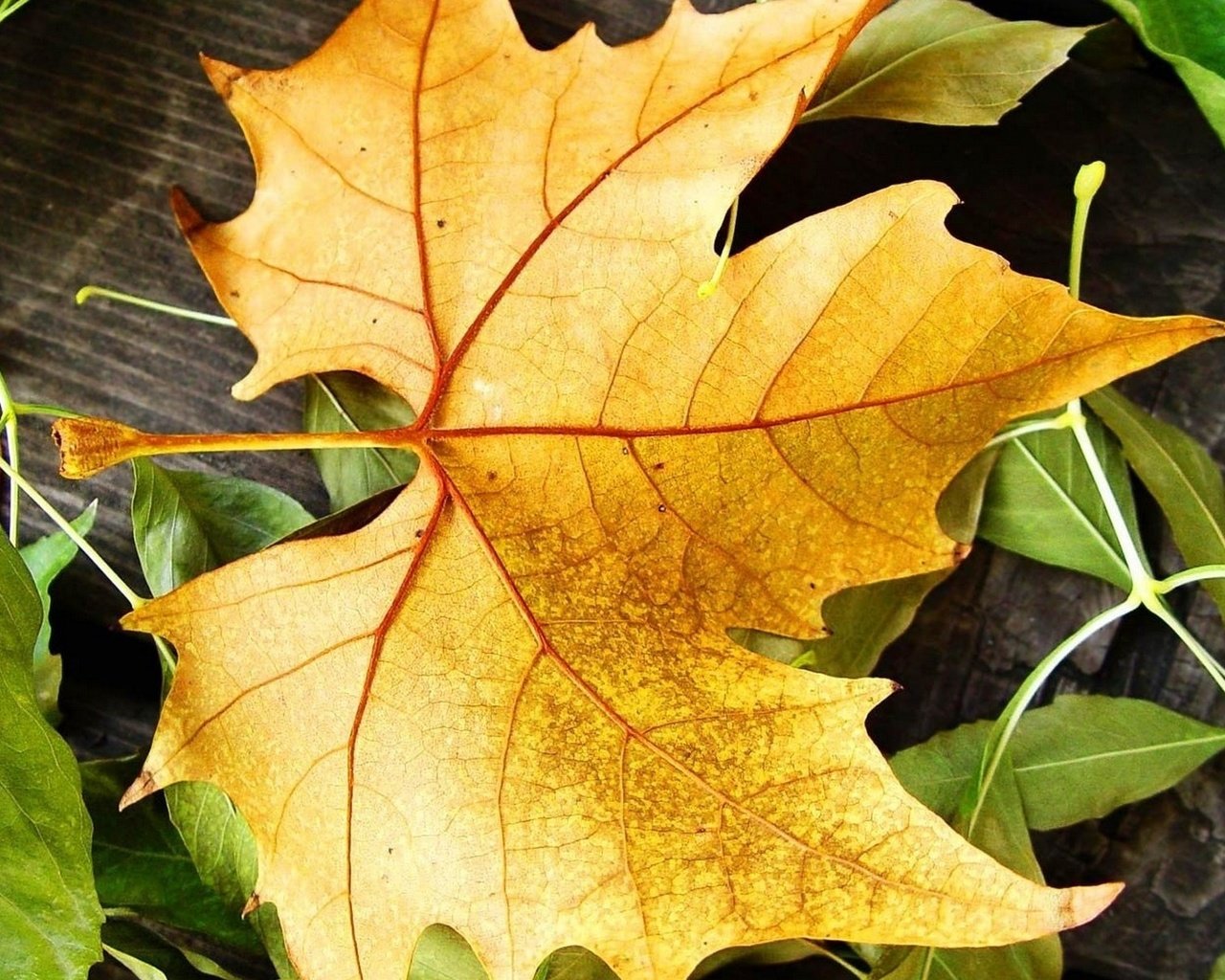 Обои осень, кленовый лист, autumn, maple leaf разрешение 1920x1200 Загрузить