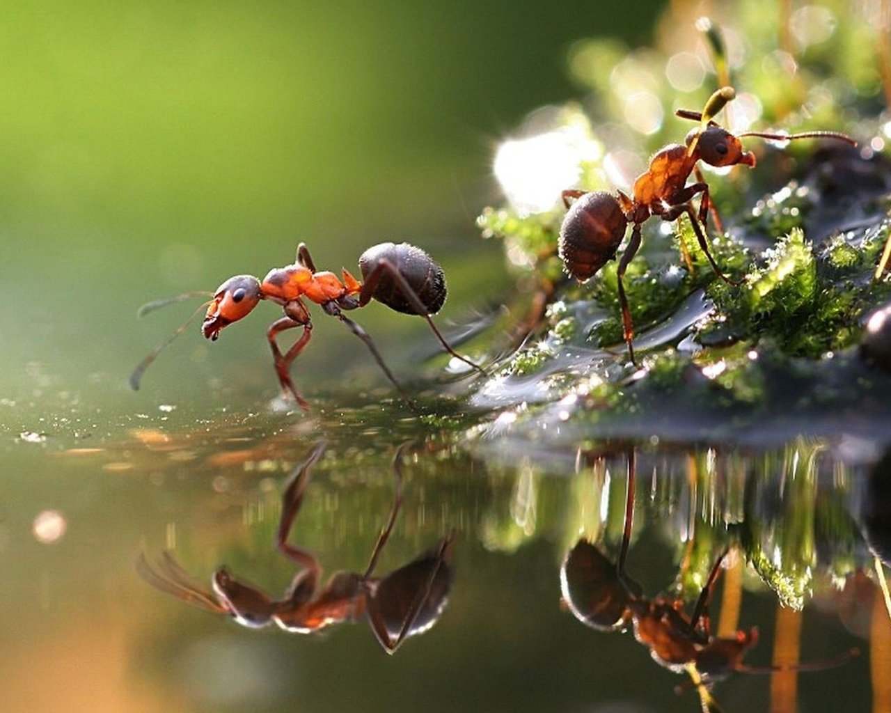 Обои вода, макро, отражение, насекомые, лужа, муравьи, water, macro, reflection, insects, puddle, ants разрешение 1920x1200 Загрузить