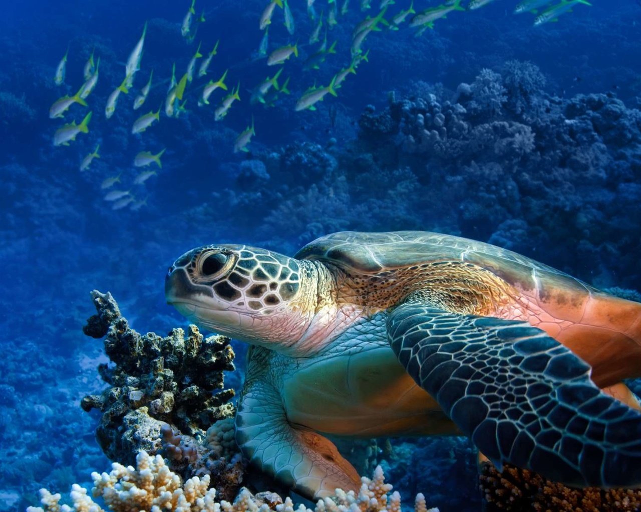 Обои рыбки, черепаха, риф, подводный мир, fish, turtle, reef, underwater world разрешение 1920x1200 Загрузить