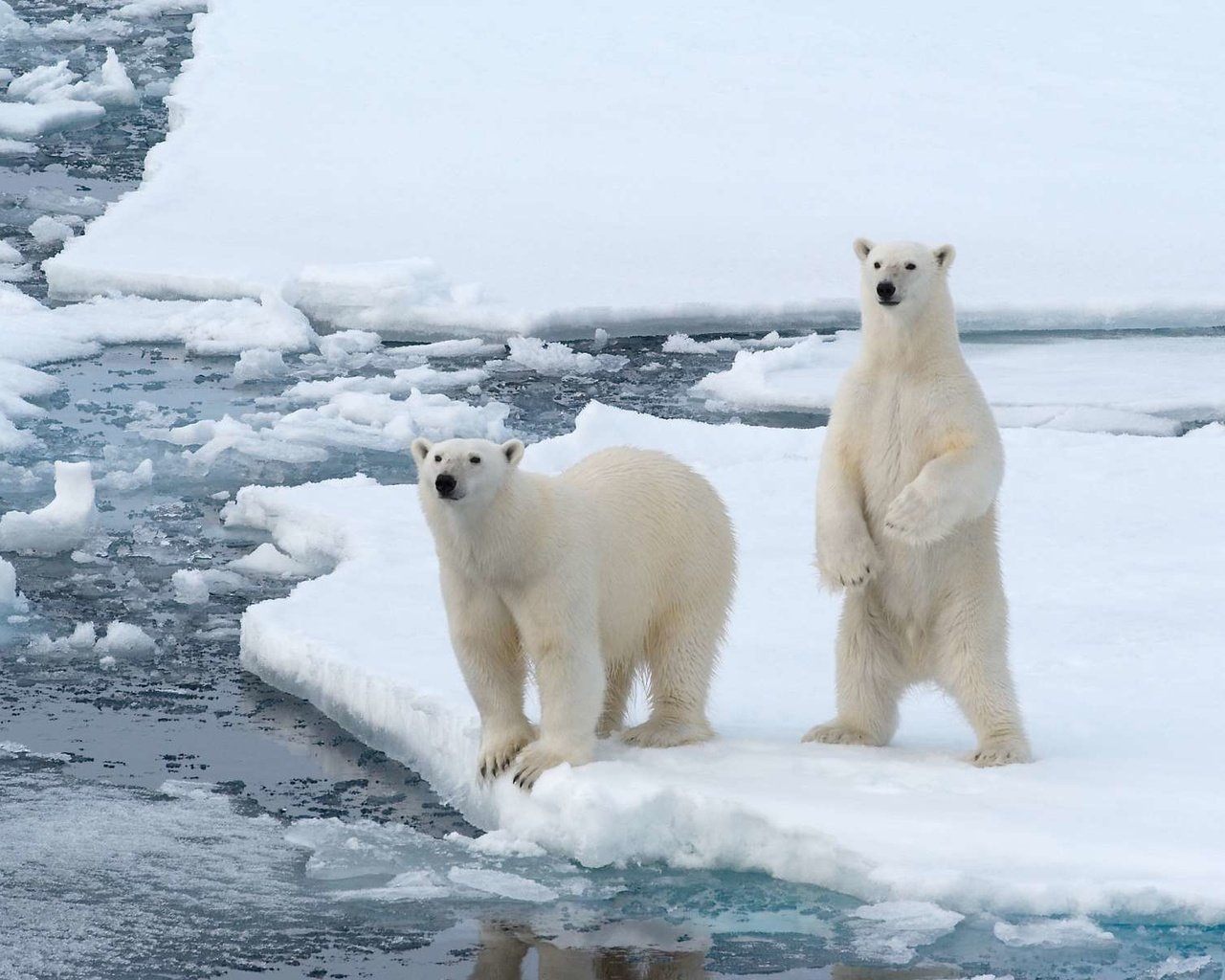 Обои полярный медведь, белые, медведи, белый медведь, арктика, polar bear, white, bears, arctic разрешение 1920x1200 Загрузить