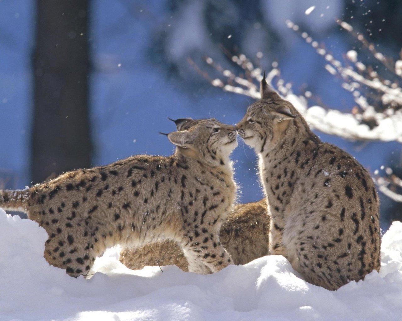 Обои снег, зима, рысь, животные, дикая кошка, рыси, snow, winter, lynx, animals, wild cat разрешение 1920x1200 Загрузить