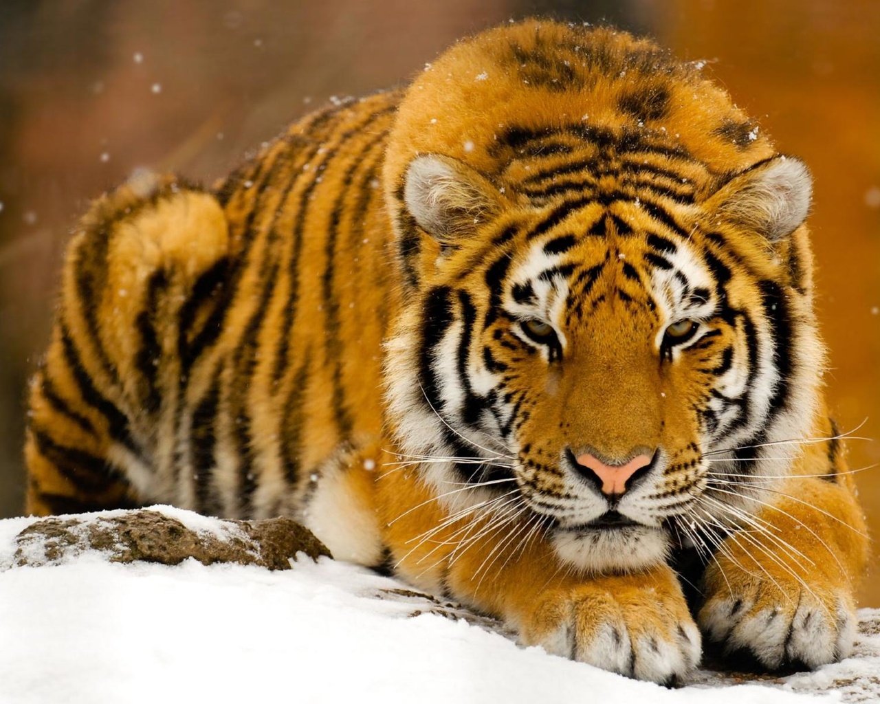 Обои тигр, снег, полосатый, tiger, snow, striped разрешение 1920x1200 Загрузить