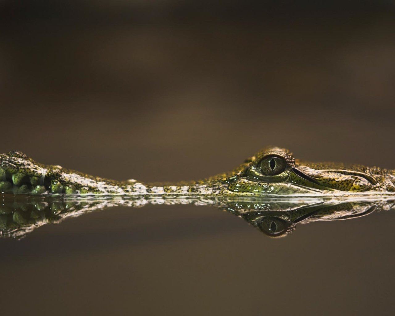 Обои вода, река, отражение, глаз, крокодил, пресмыкающиеся, water, river, reflection, eyes, crocodile, reptiles разрешение 1920x1200 Загрузить