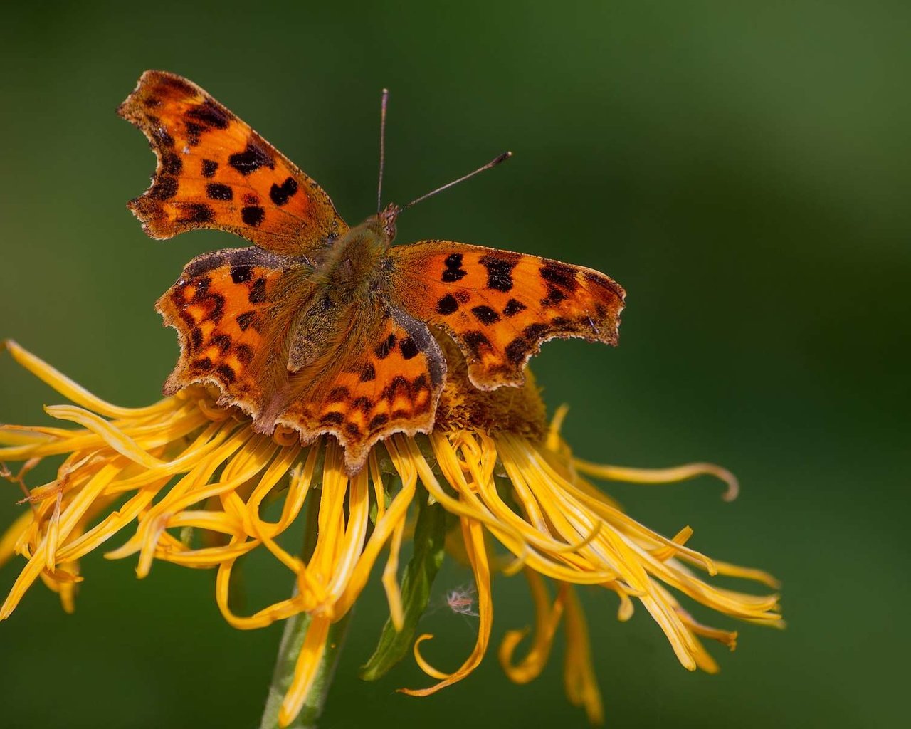 Обои насекомое, цветок, бабочка, крылья, насекомые, insect, flower, butterfly, wings, insects разрешение 1920x1200 Загрузить