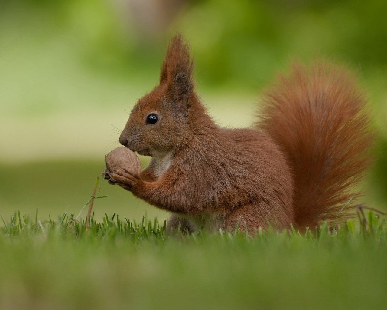 Обои белочка, орешек, squirrel, nut разрешение 1920x1200 Загрузить