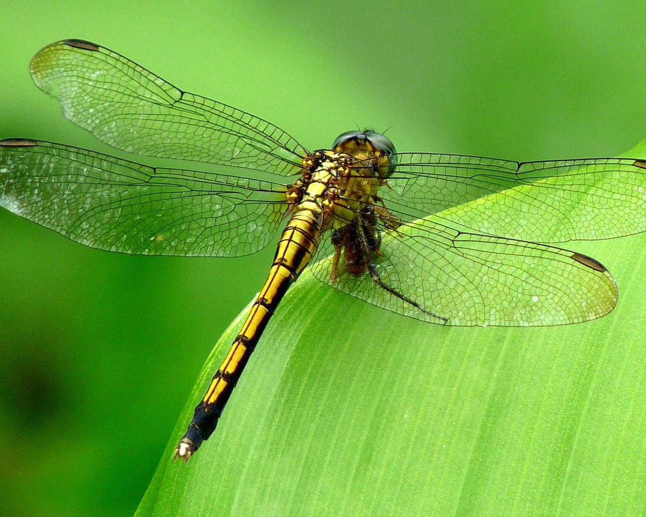 Обои зелёный, фон, насекомые, стрекоза, green, background, insects, dragonfly разрешение 1920x1200 Загрузить