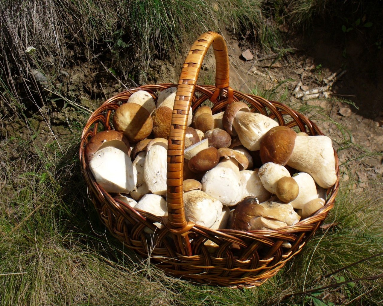 Обои трава, грибы, корзинка, лукошко, белые грибы, grass, mushrooms, basket, white mushrooms разрешение 1920x1200 Загрузить