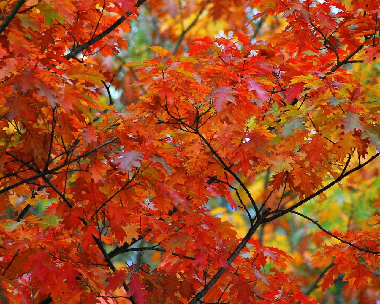 Обои дерево, листья, макро, ветки, осень, клен, кленовый лист, tree, leaves, macro, branches, autumn, maple, maple leaf разрешение 1920x1200 Загрузить