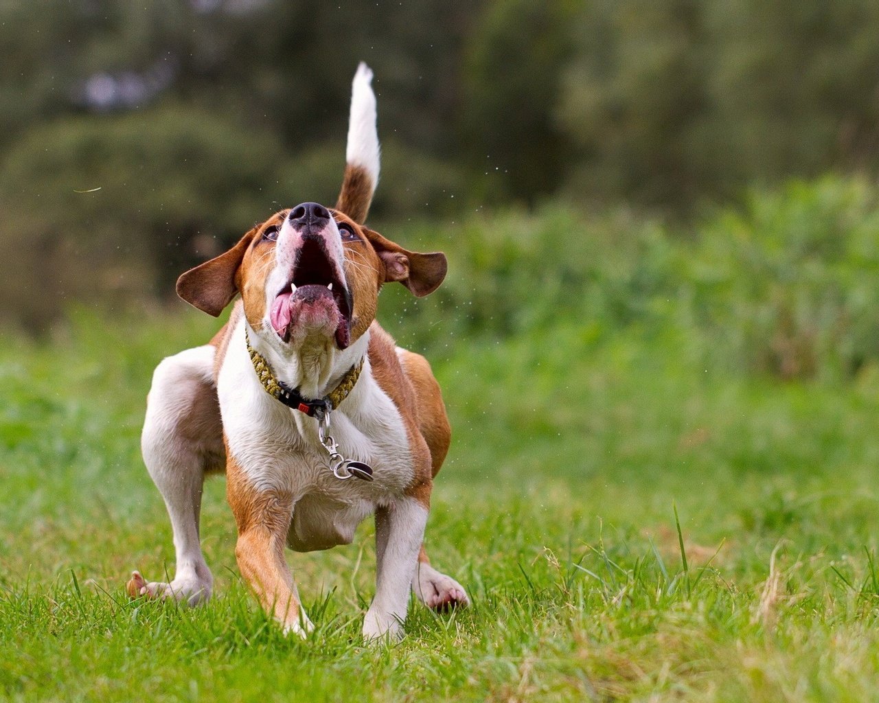 Обои трава, фон, поле, собака, ошейник, бег, grass, background, field, dog, collar, running разрешение 1920x1200 Загрузить