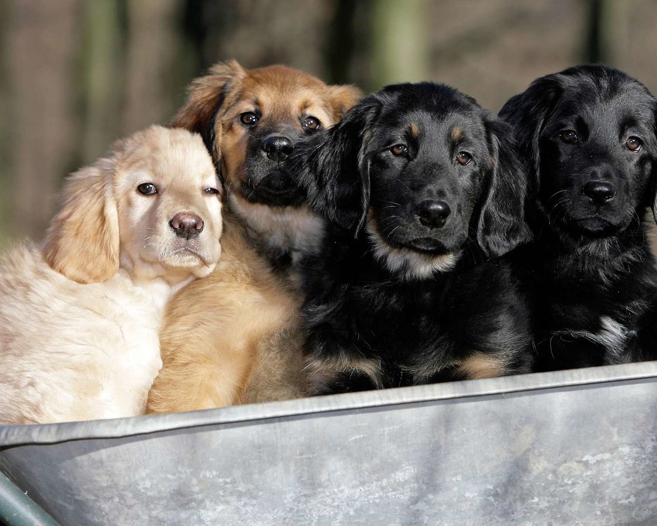 Обои щенки, собаки, телега, ховаварт, говаварт, puppies, dogs, cart, hovawart разрешение 1920x1200 Загрузить