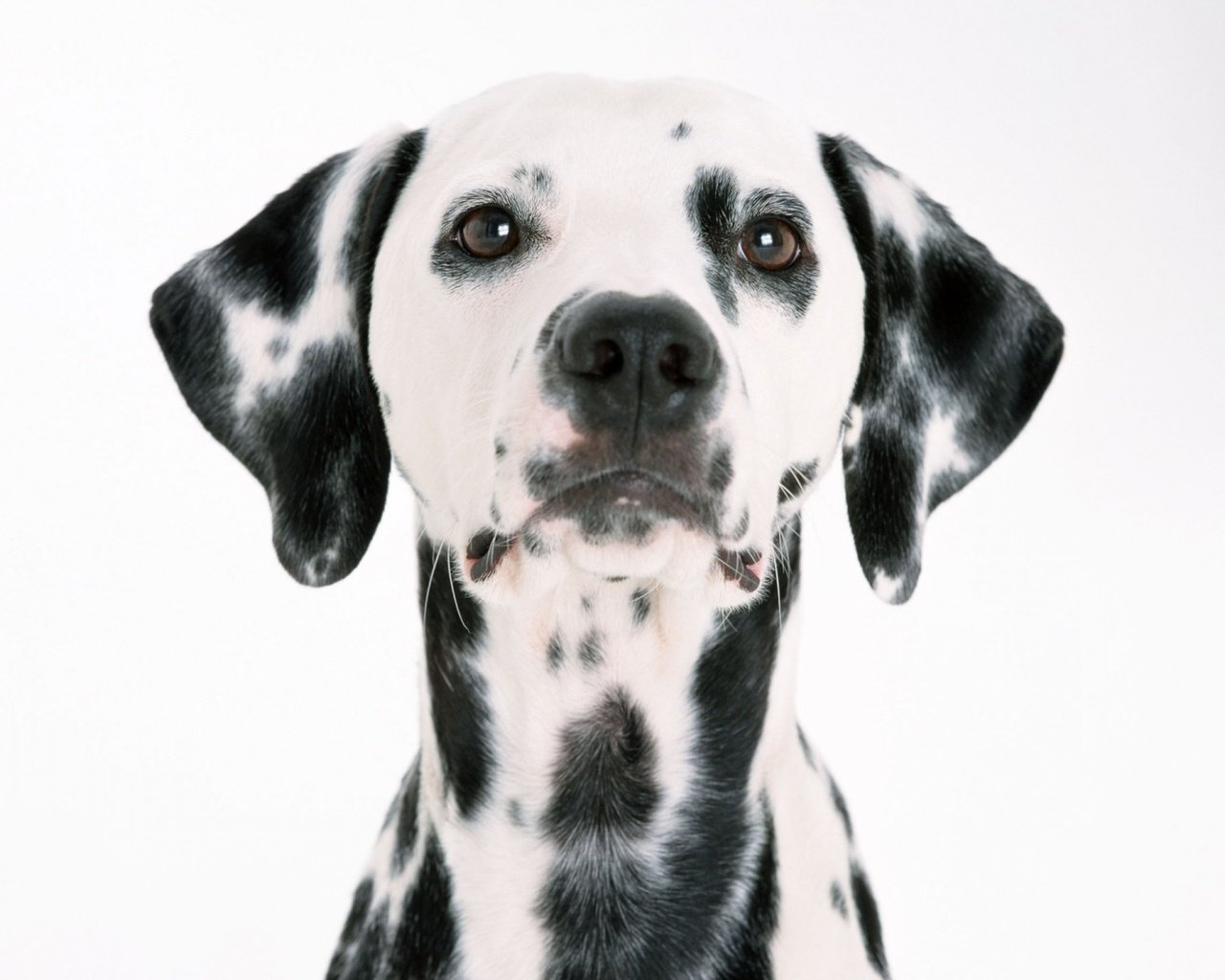 Обои взгляд, собака, далматин, пятнышки, долматинец, look, dog, dalmatian, spots, dolmatinets разрешение 1920x1200 Загрузить