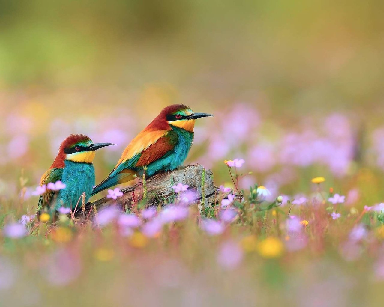 Обои птица, золотистые, щурки, bird, golden, bee-eaters разрешение 1920x1200 Загрузить