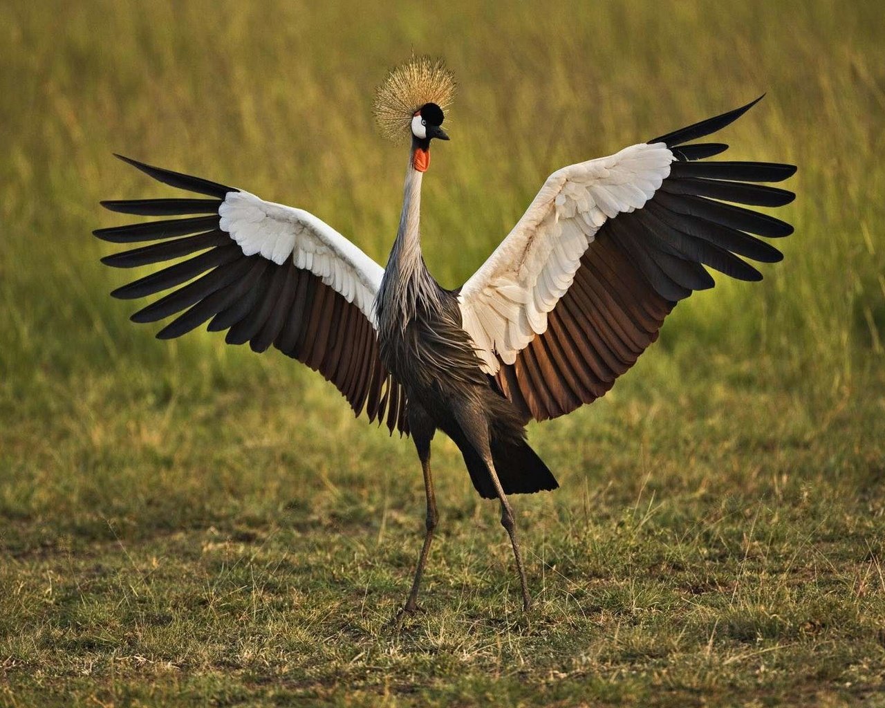 Обои птица, венценосный журавль, bird, crowned crane разрешение 1920x1200 Загрузить